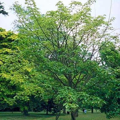 P�re David's Maple - Acer davidii - Acer laxiflorum