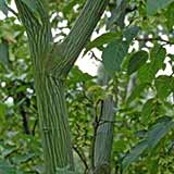 P�re David's Maple - Acer davidii - Acer laxiflorum