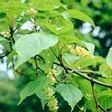 P�re David's Maple - Acer davidii - Acer laxiflorum