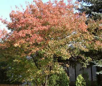 Amur Maple - Acer ginnala