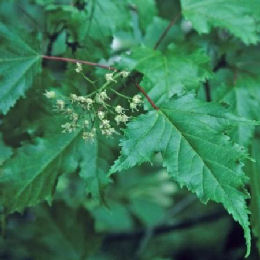 Amur Maple - Acer ginnala