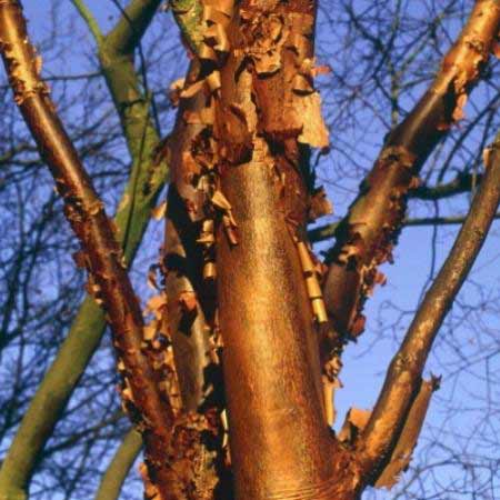 Paper Bark Maple - Acer griseum - Acer nikoense