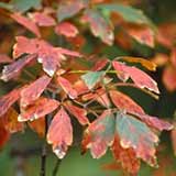 Paper Bark Maple - Acer griseum - Acer nikoense