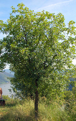 Montpellier Maple - Acer monspessulanum