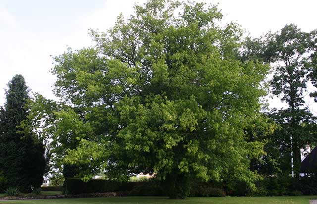 Box Maple - Acer negundo - Acer negundo fraxinifolium