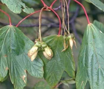 Erable � feuilles d'obier, Acer opalus: Feuilles
