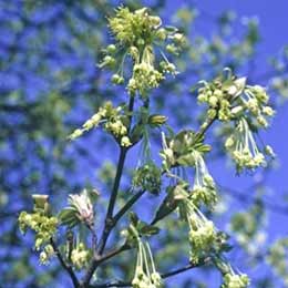 Erable � feuilles d'obier, Acer opalus