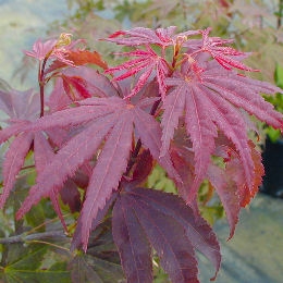 Japanese Maple 'Atropurpureum' - Acer palmatum atropurpureum