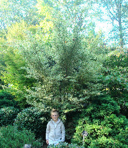 'Butterfly' Japanese Maple -  Acer palmatum 'Butterfly'
