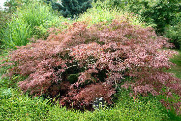 Japanese Maple 'Dissectum garnet' &nbsp;- Acer palmatum 'Dissectum garnet' 