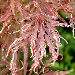 Japanese Maple 'Dissectum garnet' - Acer palmatum 'Dissectum garnet'