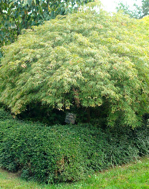 Japanese Maple 'Dissectum viridis' -  Acer palmatum 'Dissectum viridis'