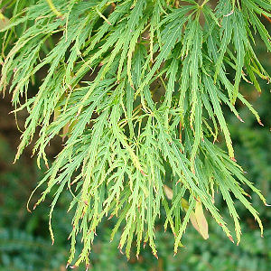 Japanese Maple 'Dissectum viridis' -  Acer palmatum 'Dissectum viridis'