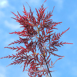 Ornatum Japanese maple&nbsp;- Acer palmatum 'Ornatum'