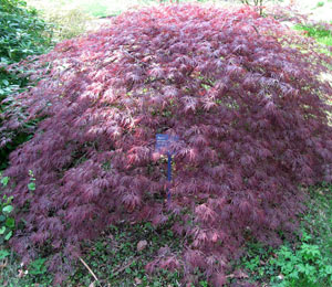 Ornatum Japanese maple - Acer palmatum 'Ornatum'