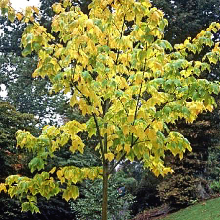 Striped - Snake bark Maple - Acer pennsylvanicum - Acer striatum