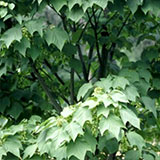 Striped - Snake bark Maple - Acer pennsylvanicum - Acer striatum