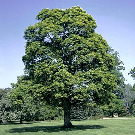 Norway Maple - Acer platanoides