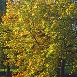 Norway Maple - Acer platanoides