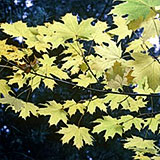 Norway Maple - Acer platanoides