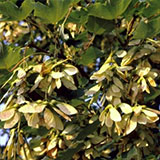 Sycamore Maple - Acer pseudoplatanus