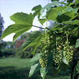 Sycamore Maple - Acer pseudoplatanus