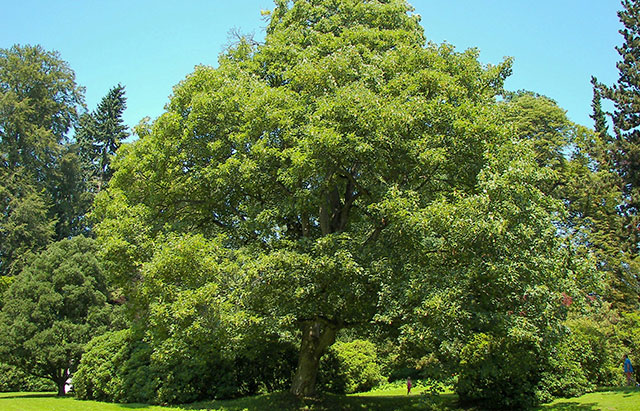 Sycamore Maple - Acer pseudoplatanus Sycamore Maple - Acer pseudoplatanus