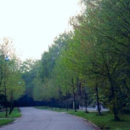 Red Maple - Acer rubrum