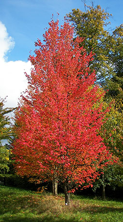Red Maple - Acer rubrum