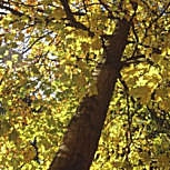 Silver Maple - Acer saccharinum - Acer dasycarpum
