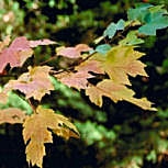 Silver Maple - Acer saccharinum - Acer dasycarpum