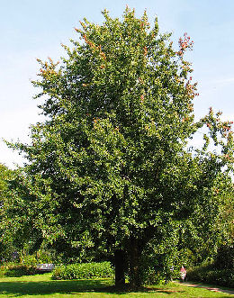 Silver Maple - Acer saccharinum - Acer dasycarpum
