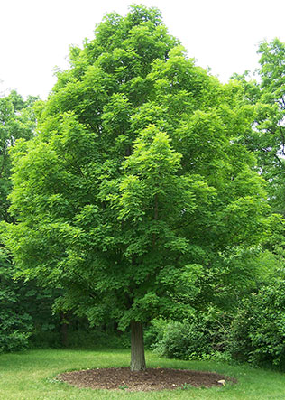 Sugar Maple - Acer saccharum Sugar Maple - Acer saccharum