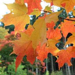 Sugar Maple - Acer saccharum Sugar Maple - Acer saccharum
