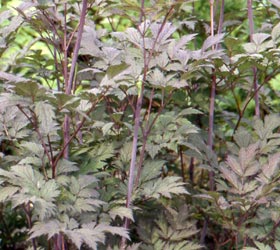 Bugbane, Baneberry - Actaea simplex, Cimicifuga simplex 'Atropurpurea'