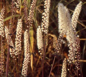 Bugbane, Baneberry - Actaea simplex, Cimicifuga simplex 'Atropurpurea'