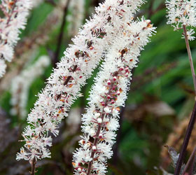 Bugbane, Baneberry - Actaea simplex, Cimicifuga simplex 'Brunette'