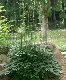 Bugbane, Baneberry - Actaea simplex, Cimicifuga simplex 'White Pearl'