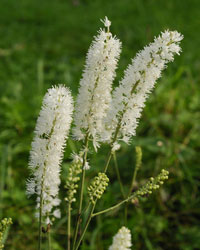 Bugbane, Baneberry - Actaea simplex, Cimicifuga simplex 'White Pearl'