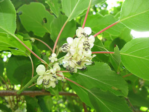 Tara Vine 'Issai' - Actinidia arguta 'Issai'