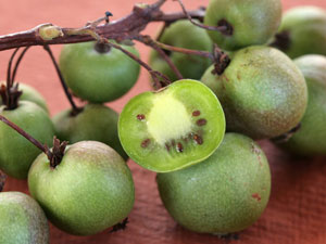 Tara Vine 'Issai' - Actinidia arguta 'Issai'