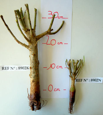 Baobab - Adansonia digitata