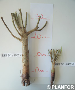 Baobab - adansonia digitata