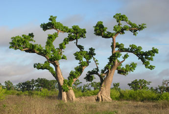 Baobab - adansonia digitata