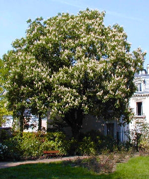 Common Horse-Chestnut - Aesculus hippocastanum