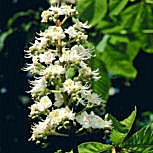 Common Horse-Chestnut - Aesculus hippocastanum