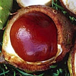 Common Horse-Chestnut - Aesculus hippocastanum