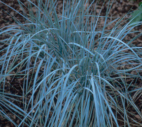 Elymus - Agropyron magellanicum