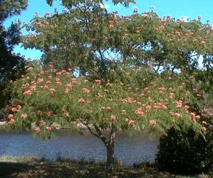 Silk tree - Albizia julibrissin