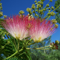 Silk tree - Albizia julibrissin